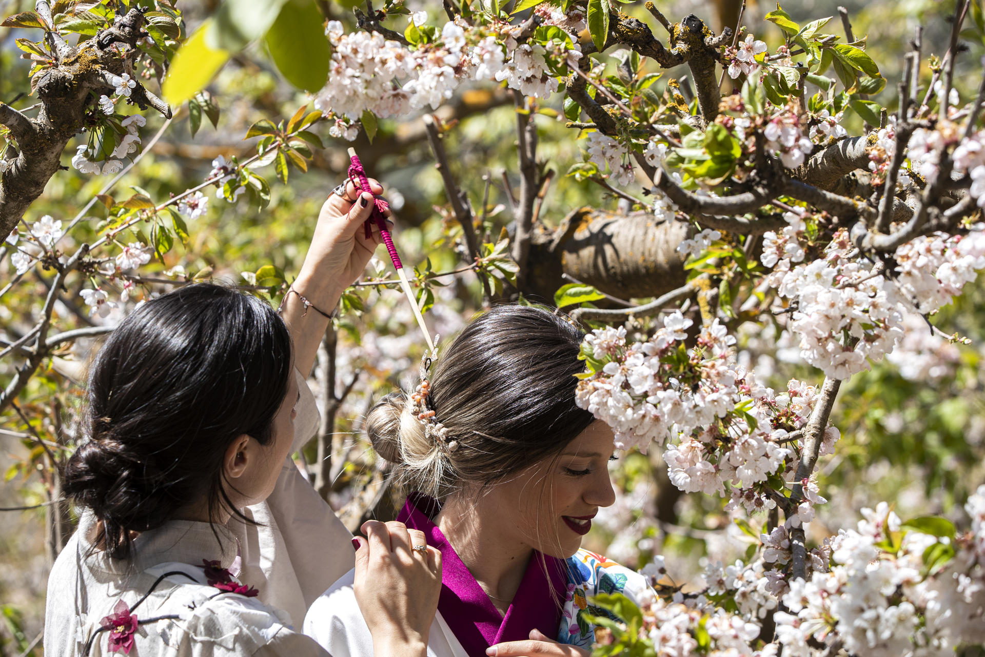 Two villagers wearing a kimono next to a cherry tree on the eve of Sakura Festival of Cherry Blossom in the village of Alfarnate, in Malaga, southern Spain, 15 April 2023. EFE/Jorge Zapata