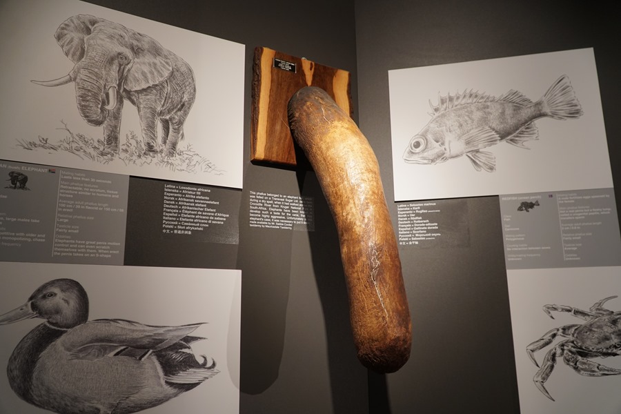 La Faloteca Nacional de Islandia:  la única pinacoteca en el mundo dedicada a coleccionar, estudiar y presentar el pene humano y animal está en Reikiavik.