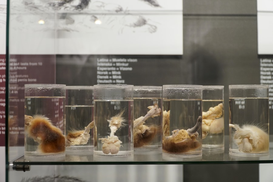 La Faloteca Nacional de Islandia: la única pinacoteca en el mundo dedicada a coleccionar, estudiar y presentar el pene humano y animal está en Reikiavik.