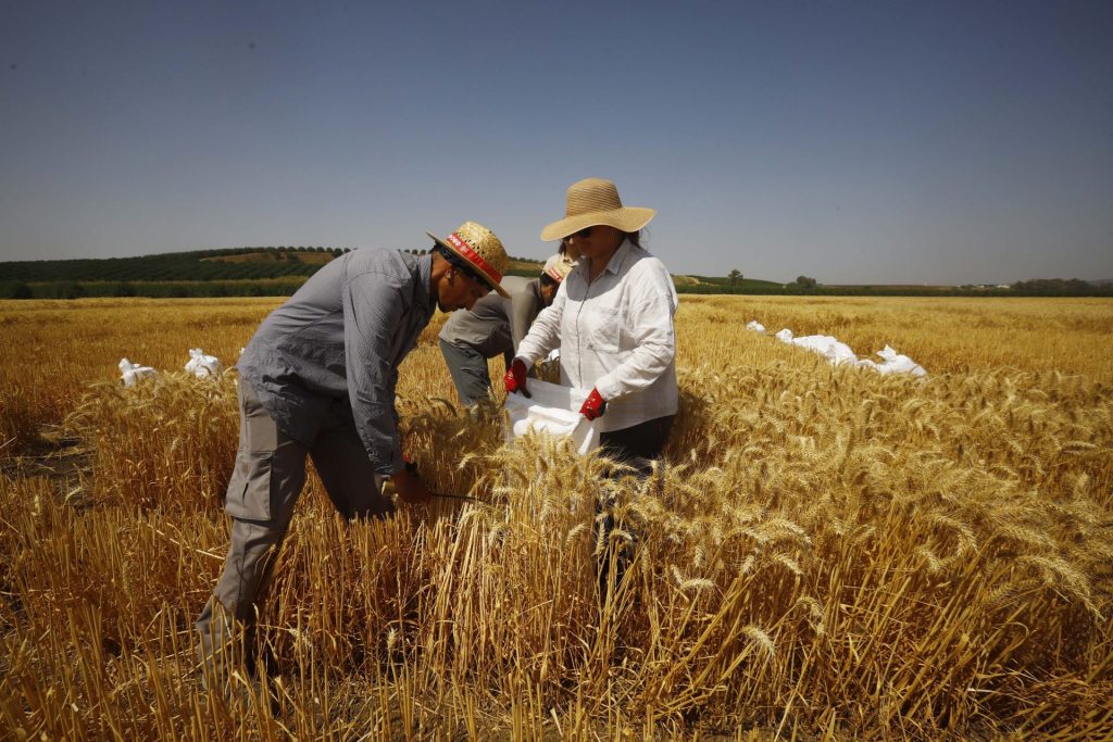 Varias personas trabajan en un cultivo de trigo en la localidad cordobesa de Guadalcázar. 