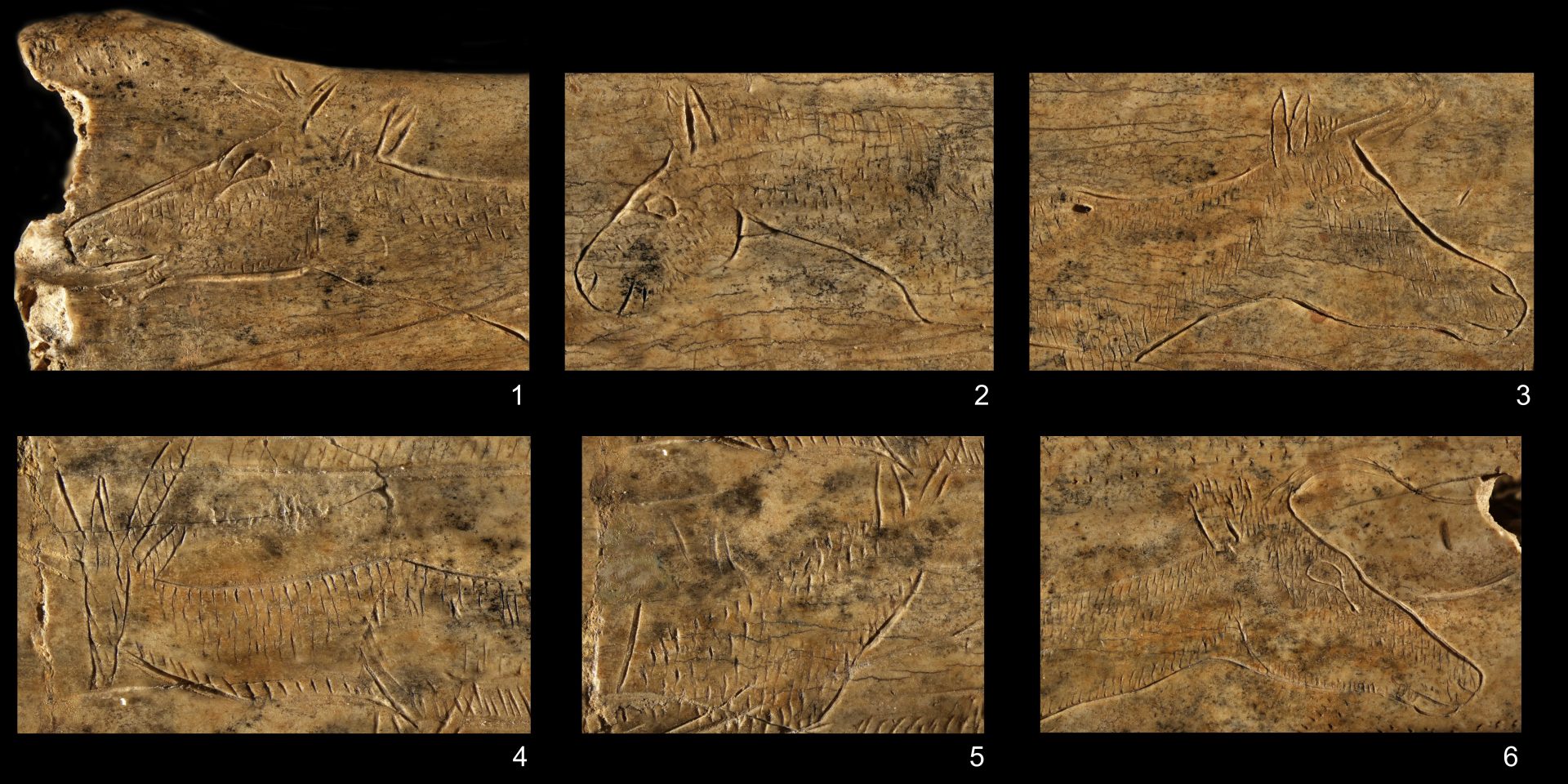 Detalle del hueso de alcatraz grabado hace 12.000 años con motivos de fauna. Asier Erostarbe