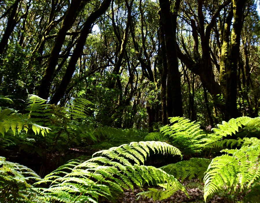 Parque Nacional de Garajonay, La Gomera, uno de los puntos calientes del estudio sobre biodiversidad en España que ha puesto de manifiesto que casi 200 especies están en peligro crítico de extinción.
