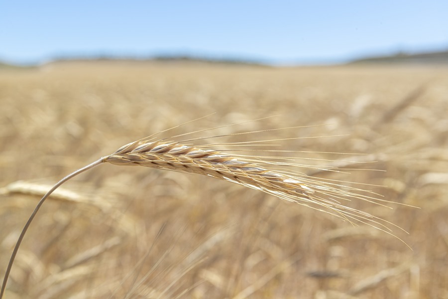 Rusia negociará con la ONU sobre el acuerdo del grano el 5 de mayo en Moscú