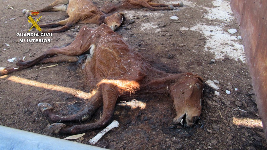 ANIMAL ABUSE HORSES MURCIA