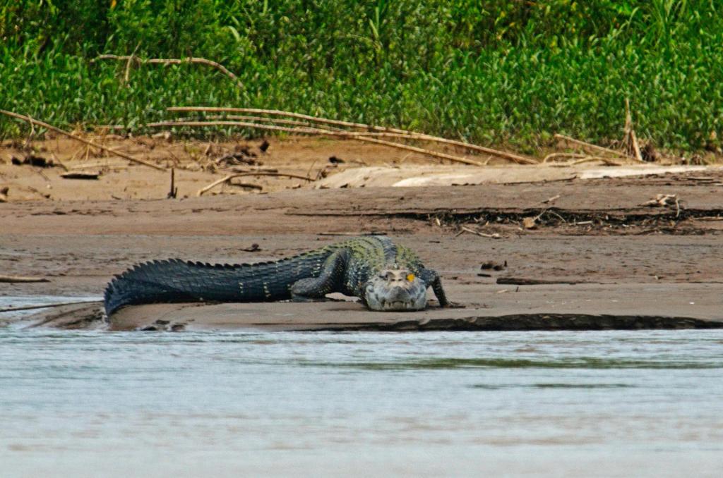 Fotografía cedida por el Servicio Nacional de Áreas Natur donde se observa un caimán en el parque nacional del Manu, en las regiones de Cuzco y Madre de Dios (Perú). EFE/Servicio Nacional de Áreas Natur
