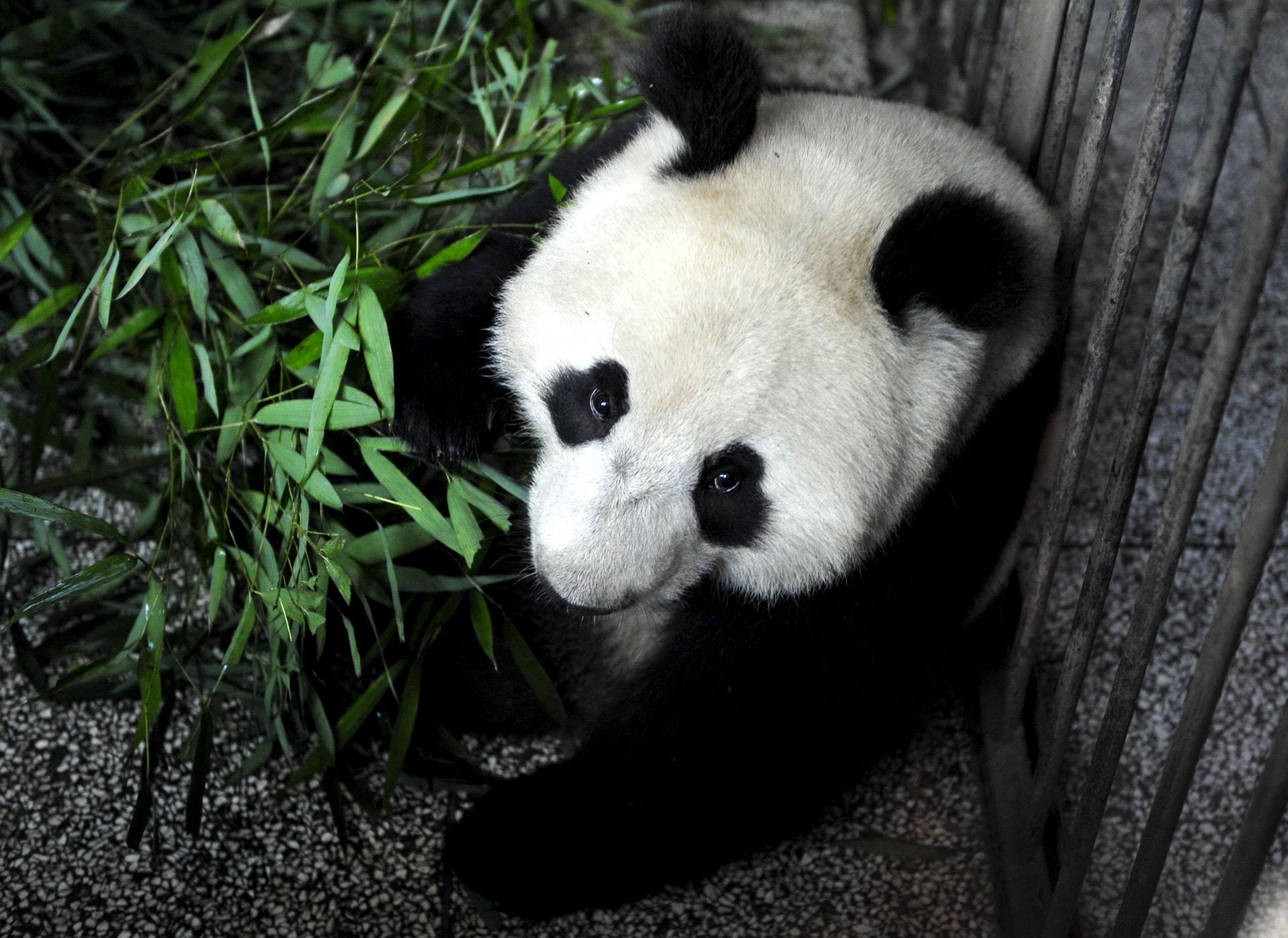 File photo of a giant panda. EFE-EPA FILE/Xiao Bo