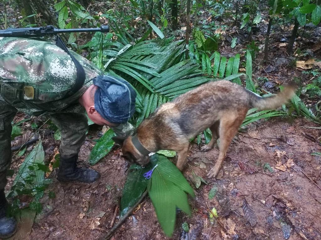 Photograph provided by the Colombian Aerocivil that shows the canine Ulises and special forces commandos who found what would be a shelter built improvised in a rural area of ​​the Palma Rosa hamlet in the municipality of Solano, department of Caquetá (Colombia).  EFE/Courtesy Aerocivil
