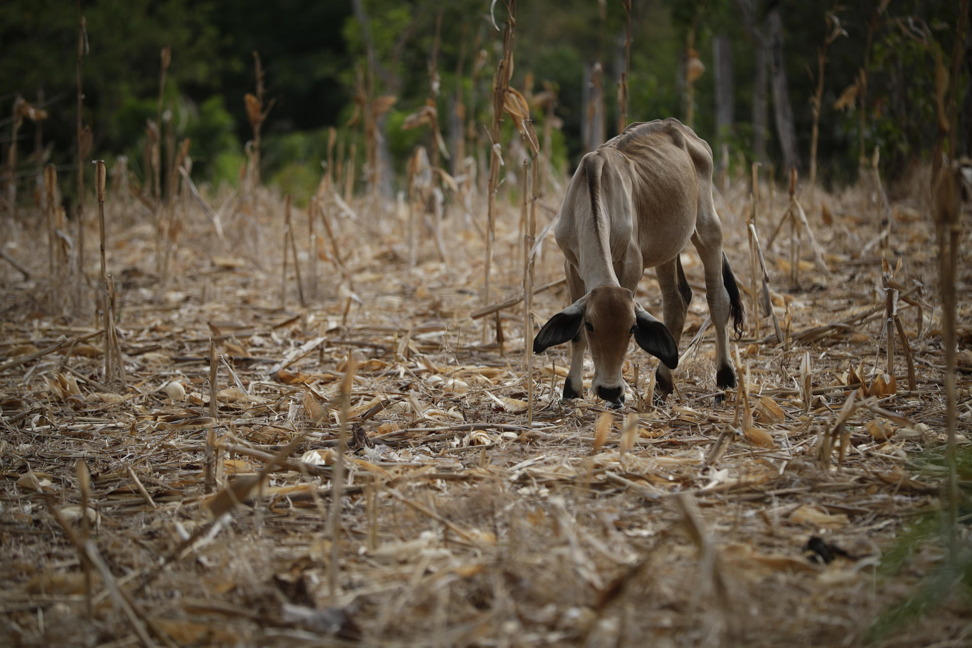 Una vaca se alimenta de tallos de maíz seco durante la temporada de sequía, el 12 de mayo de 2023, en la Península de Azuero (Panamá). EFE/Bienvenido Velasco
