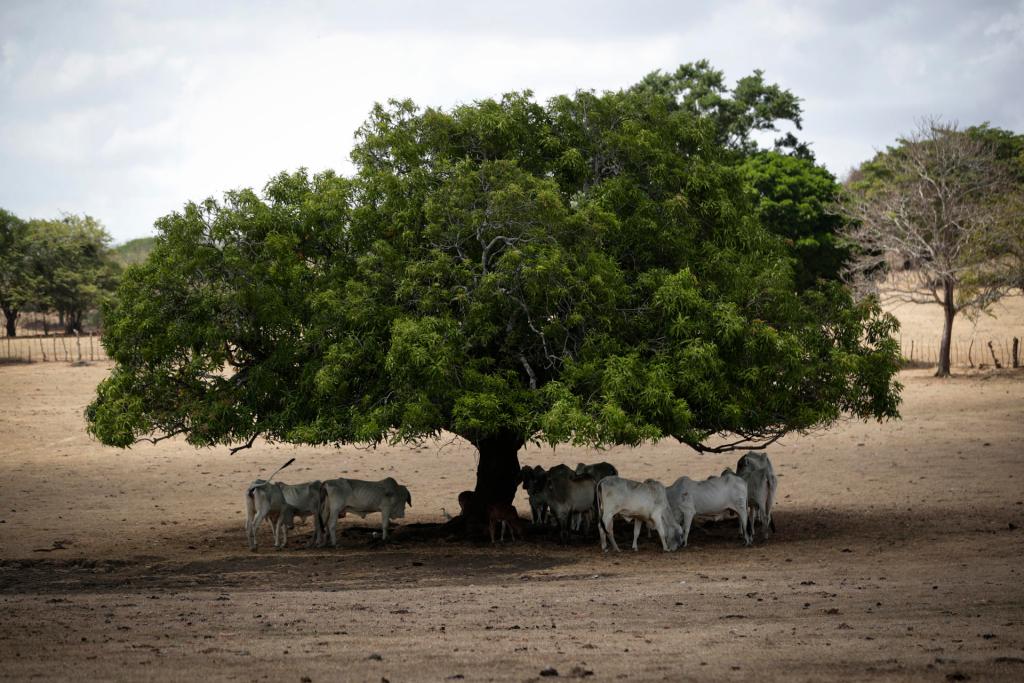 Vacas se alimentan de pasto seco durante la temporada de sequía, el 12 de mayo de 2023, en la Península de Azuero (Panamá). EFE/Bienvenido Velasco
