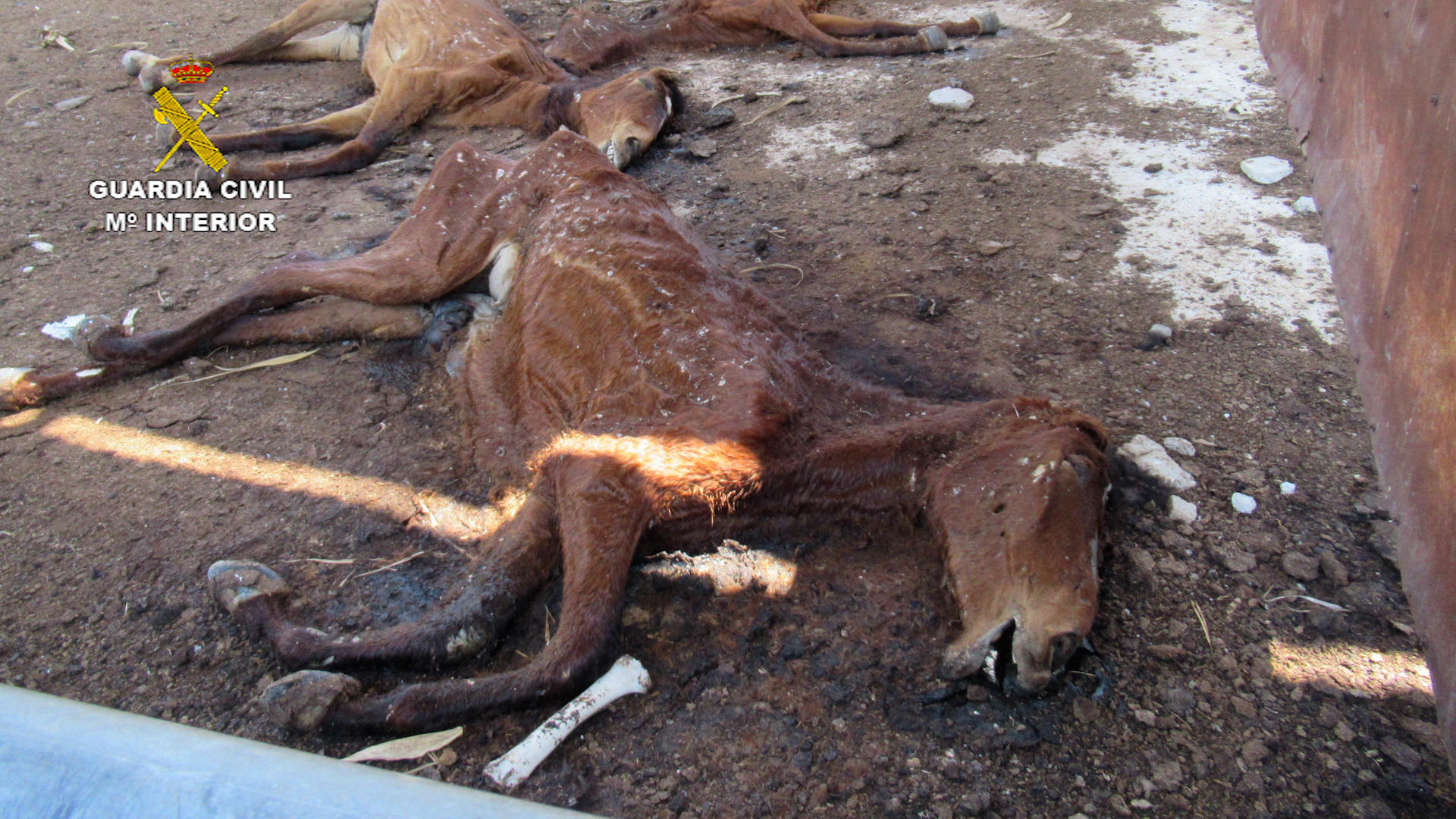 Un hombre está siendo investigado como presunto autor de un caso de maltrato animal al tener 31 caballos muertos en una granja de Murcia,. EFE/Guardia Civil SOLO USO EDITORIAL/SOLO DISPONIBLE PARA ILUSTRAR LA NOTICIA QUE ACOMPAÑA (CRÉDITO OBLIGATORIO)
