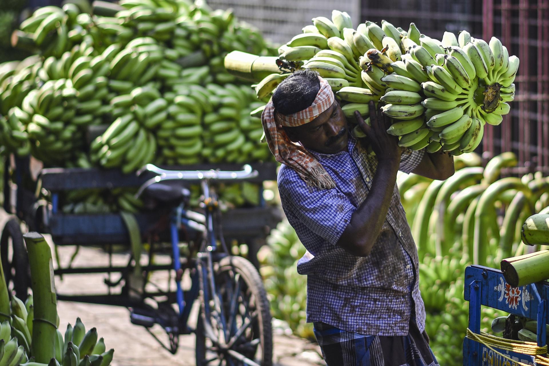 An Indian laborer carries bananas for sale at a market, in Chennai, India, 31 May 2023. EFE-EPA/IDREES MOHAMMED
