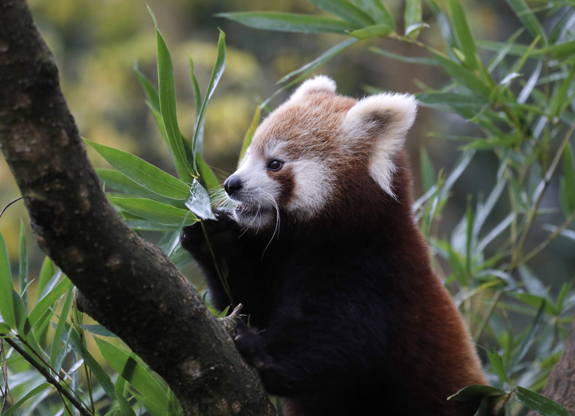 panda rojos bambú