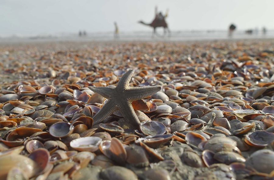 Conchas en la orilla del mar en vísperas del Día Mundial de los Océanos en Karachi,