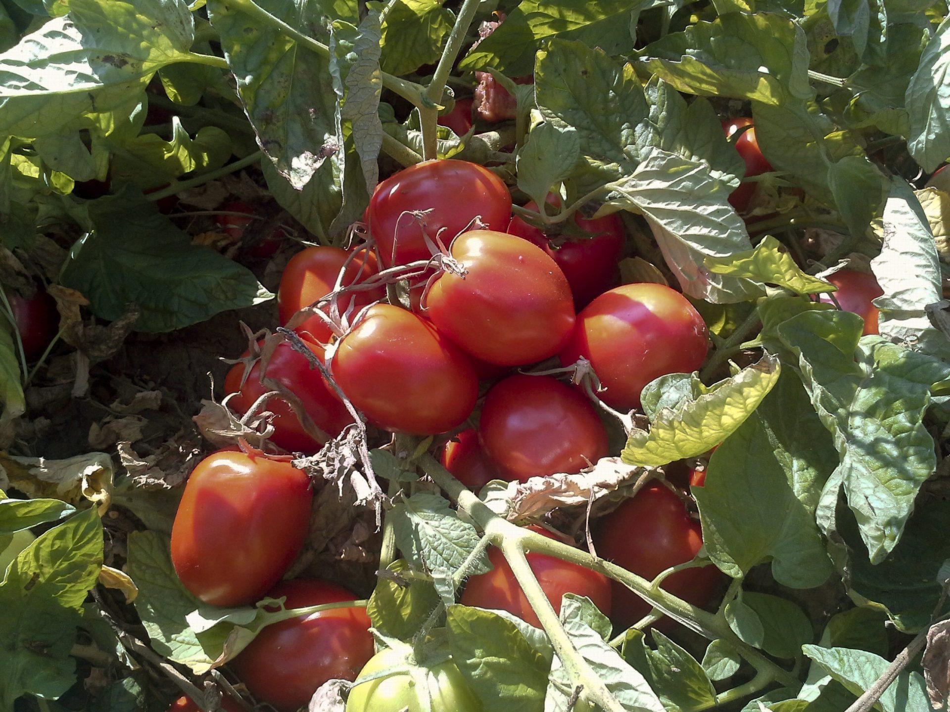 La campaña del tomate moverá 2 millones de toneladas en Extremadura