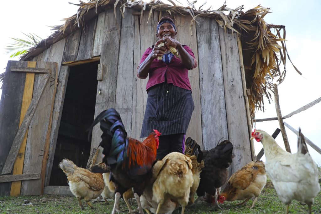 Una indígena de la etnia Miskita alimenta sus gallinas, el 25 de mayo de 2023, en la comunidad de Salto (Honduras). EFE/Gustavo Amador