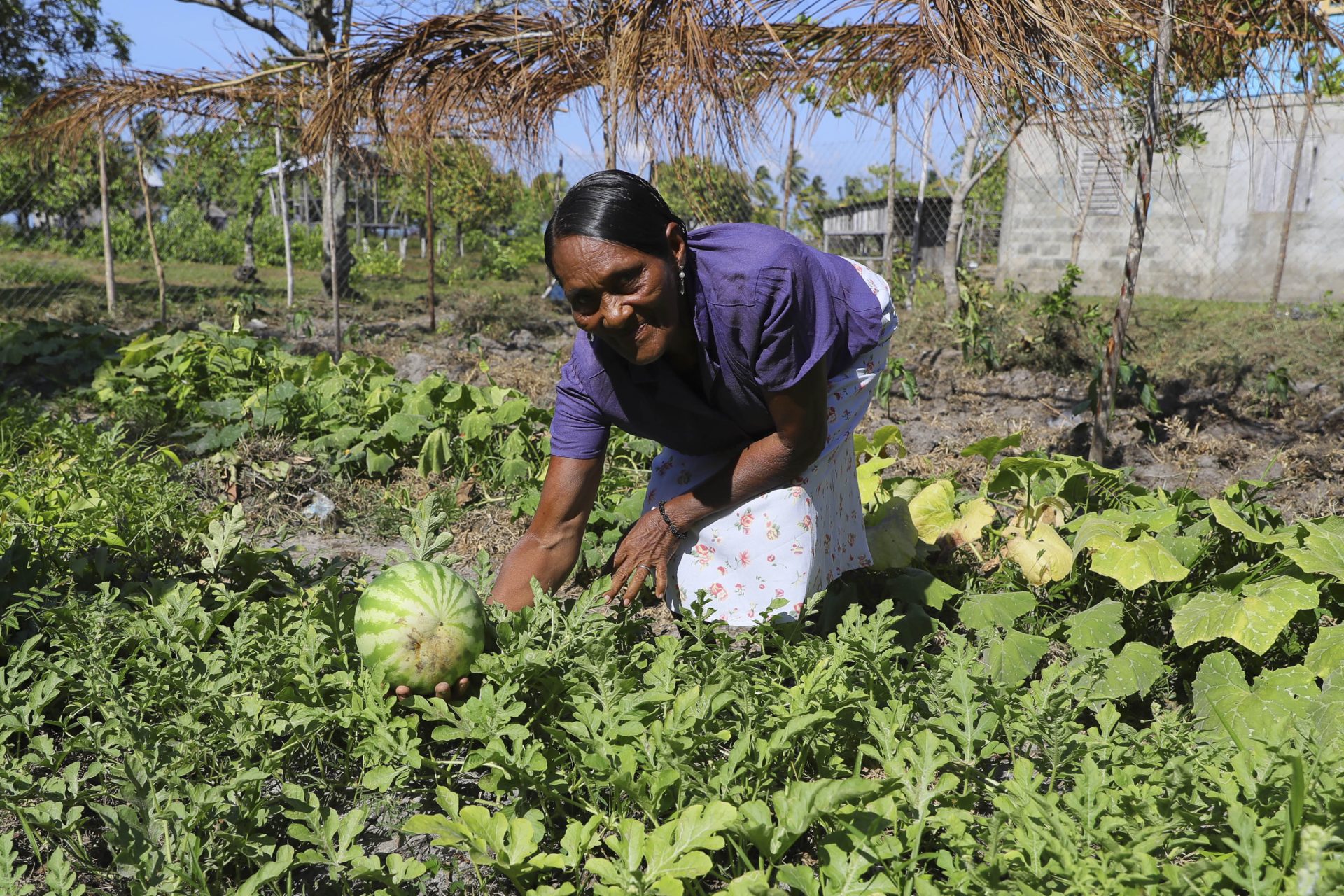 Rosa Haylock Lemoth, de 65 años, muestra una fruta de sandía cultivada en un huerto, el 22 de mayo de 2023, en la comunidad de Palkaka (Honduras). EFE/Gustavo Amado