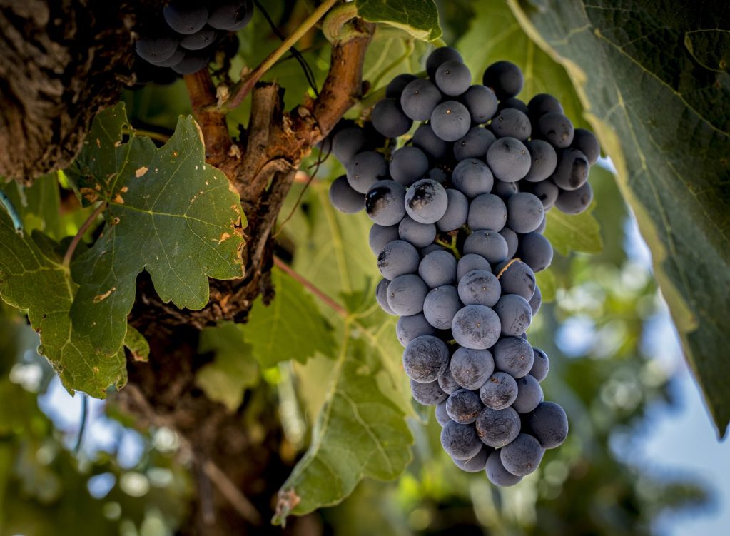 La vendimia termina con una cosecha un 15 % inferior y precios bajos para los viticultores