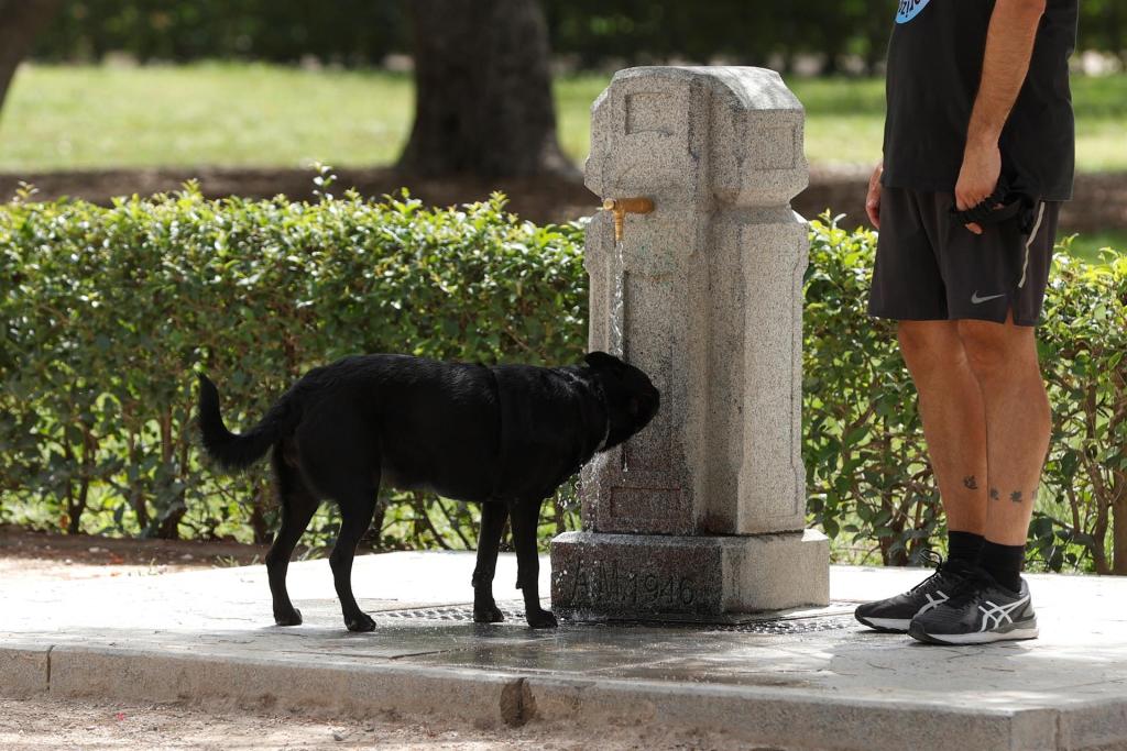Un perro bebe agua en una fuente del Parque del Retiro de Madrid.