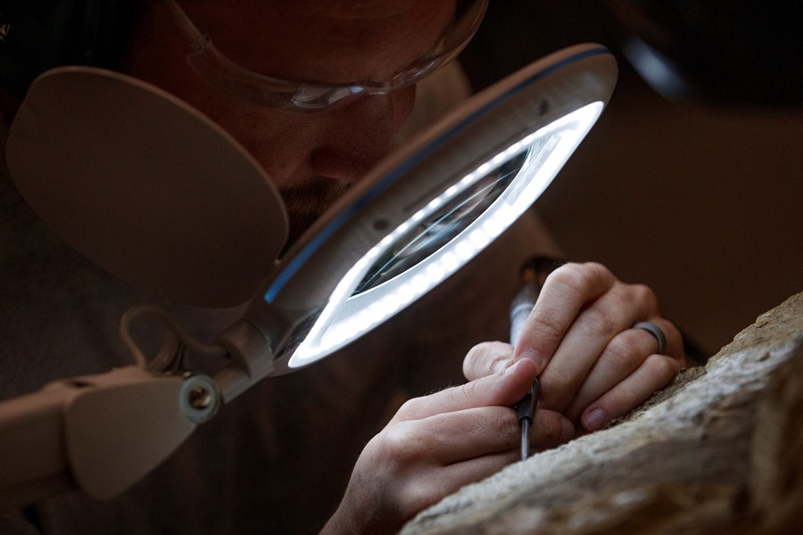 Un conservador trabaja con el fósil de un cráneo de un cachalote (Physeter macrocephalus)