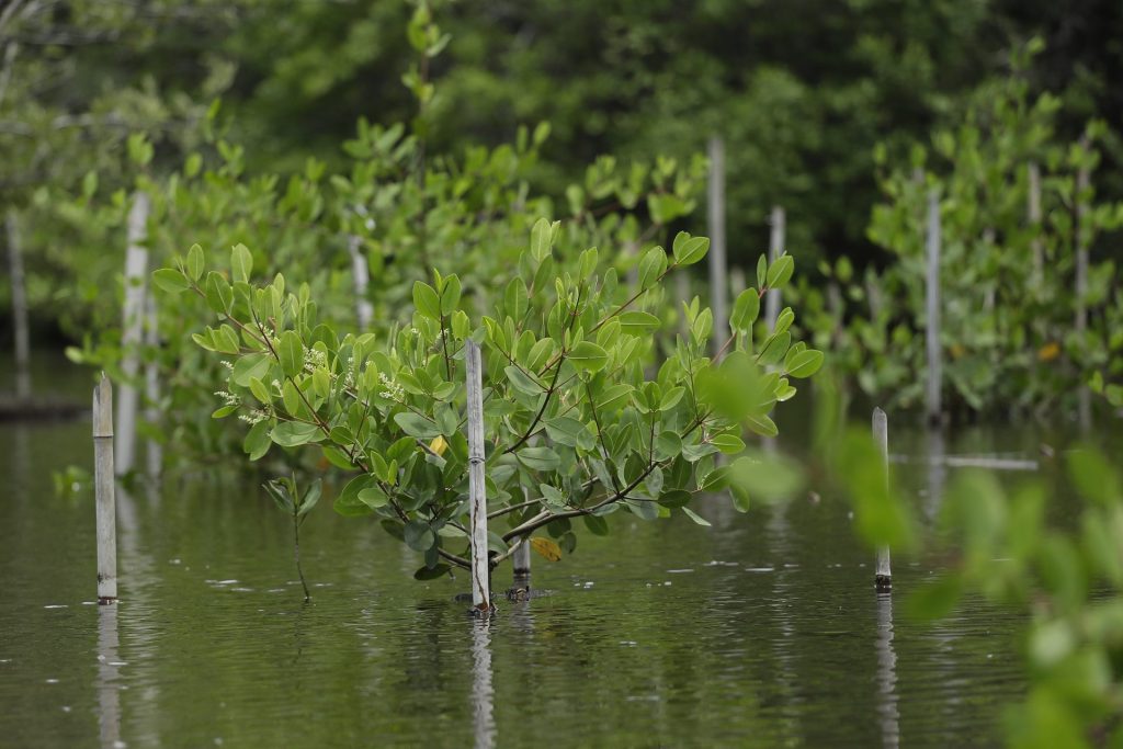 Fotografía que muestra unas chinampas para reforestar una zona manglar, el 5 de junio de 2023, en Jiquilisco (El Salvador). EFE/Rodrigo Sura