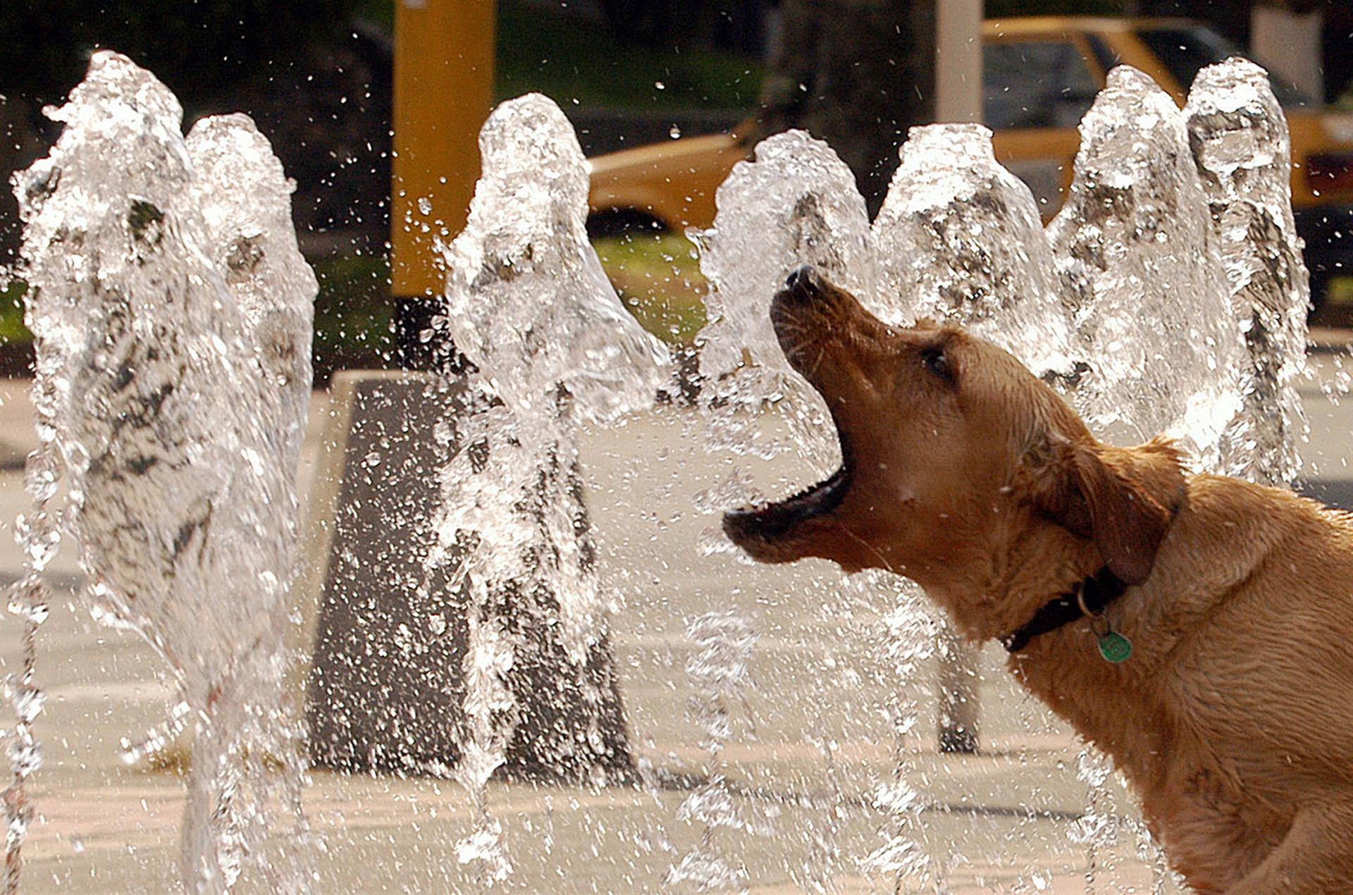 Un perro se refresca con agua en un parque público de la ciudad de Medellín (Colombia).