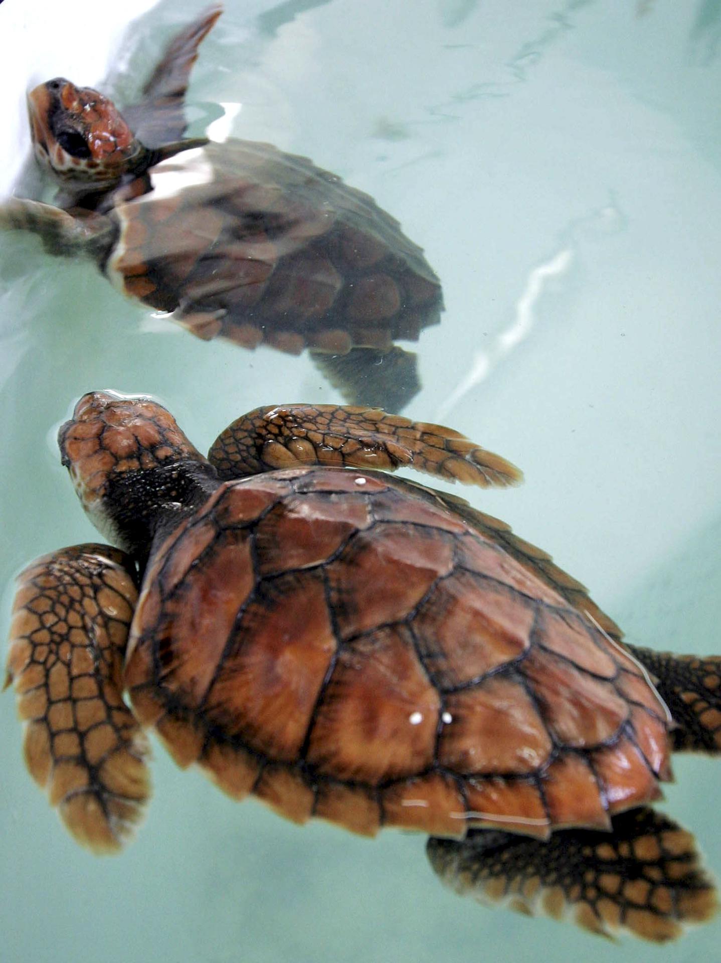 Dos ejemplares de tortugas bobas (Caretta caretta) . Archivo EFE/CARRASCO