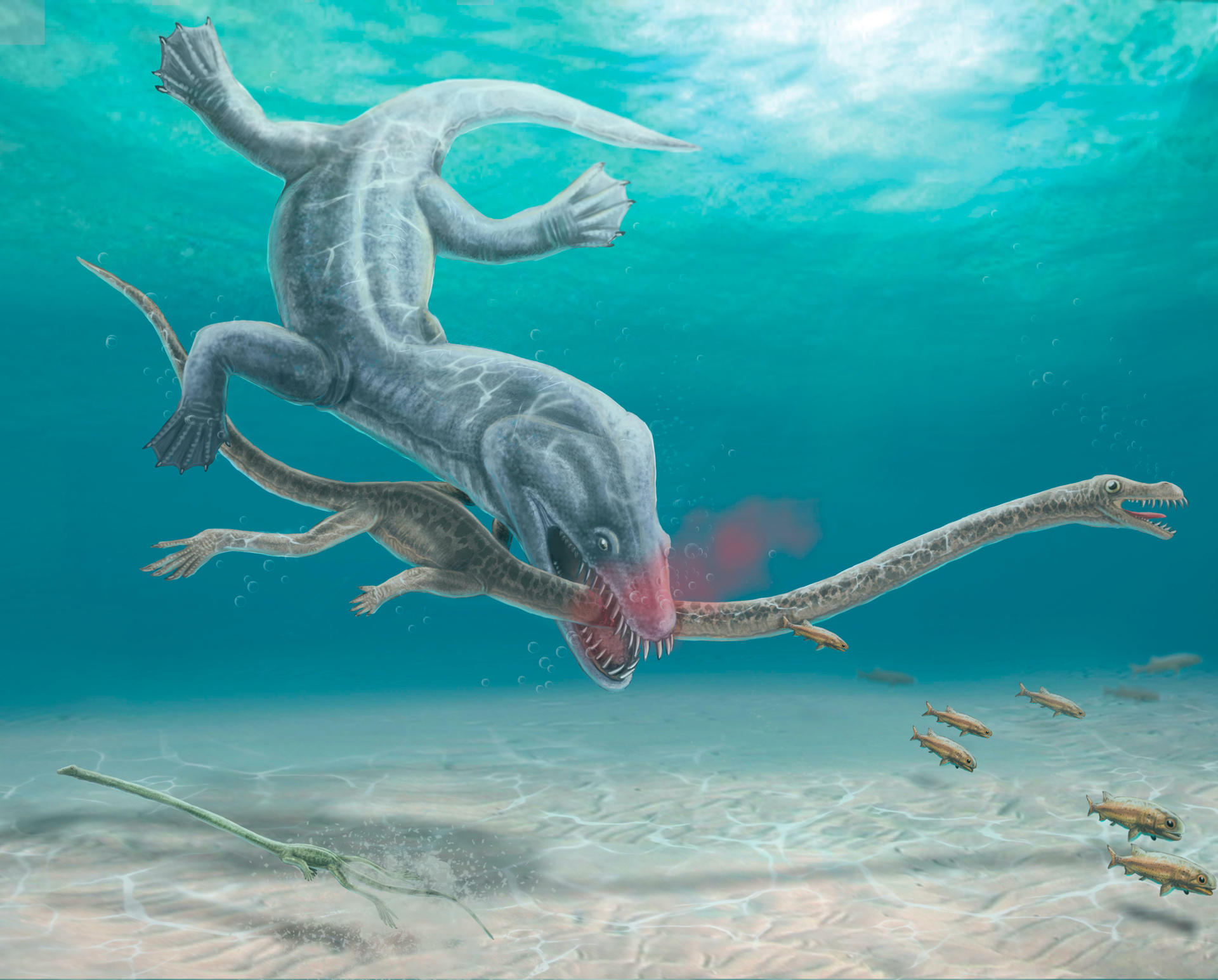 Recreción artística cedida por el Institut Català de Paleontologia Miquel Crusafont (ICP) de un Tanystropheus devorado por un depredador. EFE