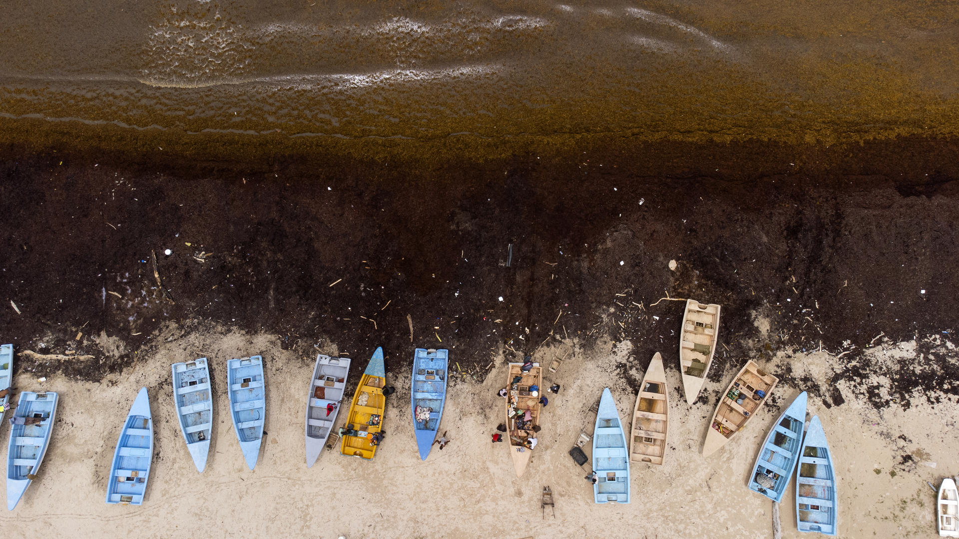 Fotografía aérea tomada hoy muestra botes de pescadores en una playa cubierta de sargazo, una macroalga flotante que forma colonias que llegan a cubrir grandes extensiones y se mueven de acuerdo con las corrientes oceánicas, en Guayacanes (República Dominicana). EFE/Orlando Barría