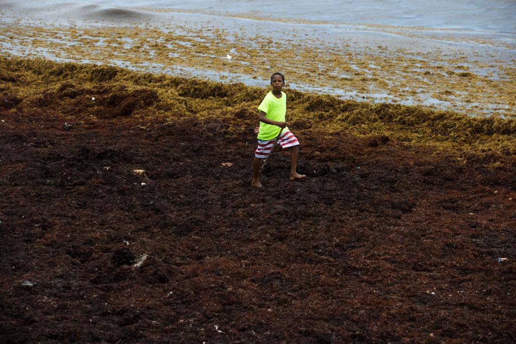 Un niño intenta caminar hoy en una playa completamente cubierta de sargazo, en Guayacanes (República Dominicana). EFE/Orlando Barría
