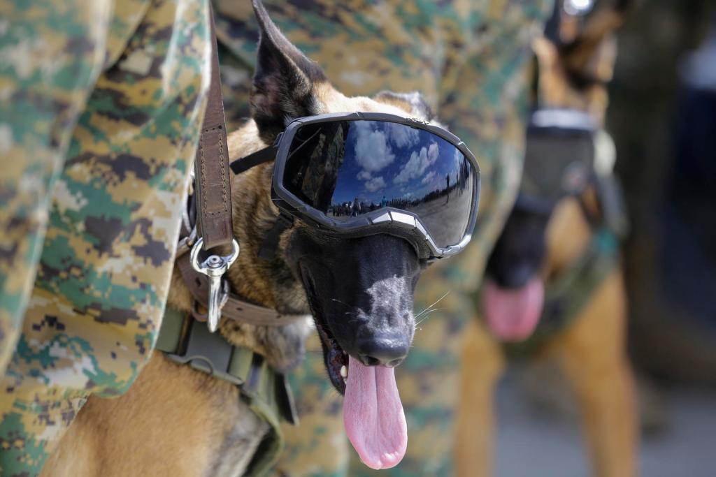 Un canino militar forman hoy, durante el lanzamiento de una campaña para reforzar la seguridad, en el Metetí (Panamá). EFE/Carlos Lemos
