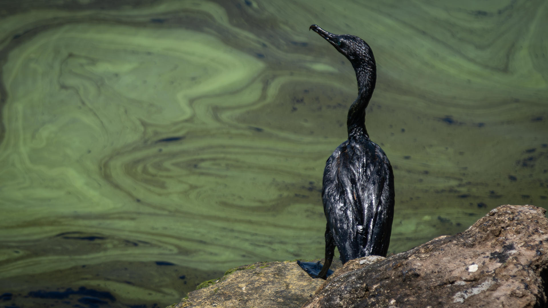 A 22 June 2023 photo of an oil-stained bird on the shores of Lake Maracaibo (Venezuela). EFE/Henry Chirinos
