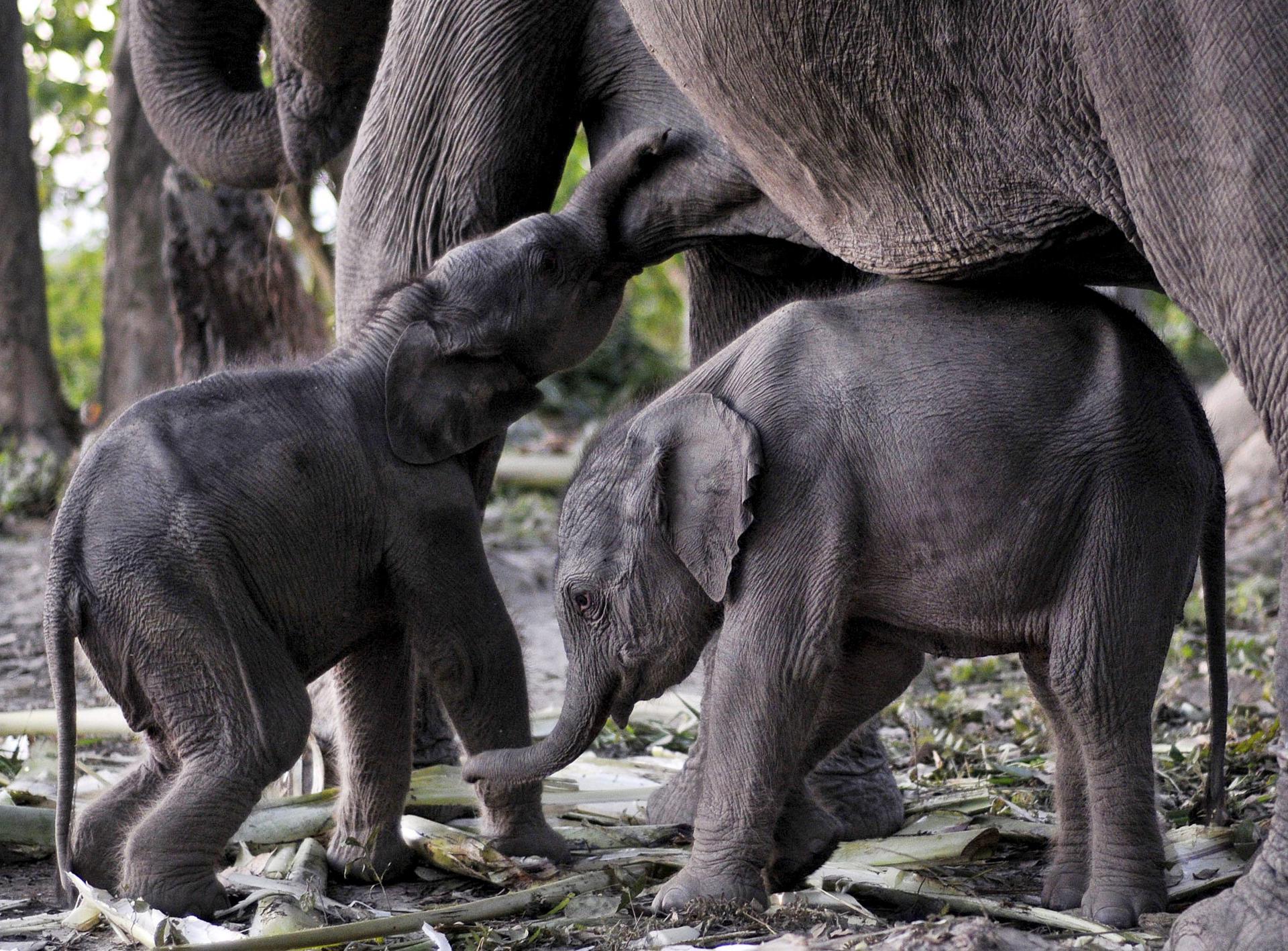 En la imagen de archivo, dos crías de elefante de un día de vida son amamantadas por su madre, Alka, en el parque nacional de Orang, en Assam, la India. EFE