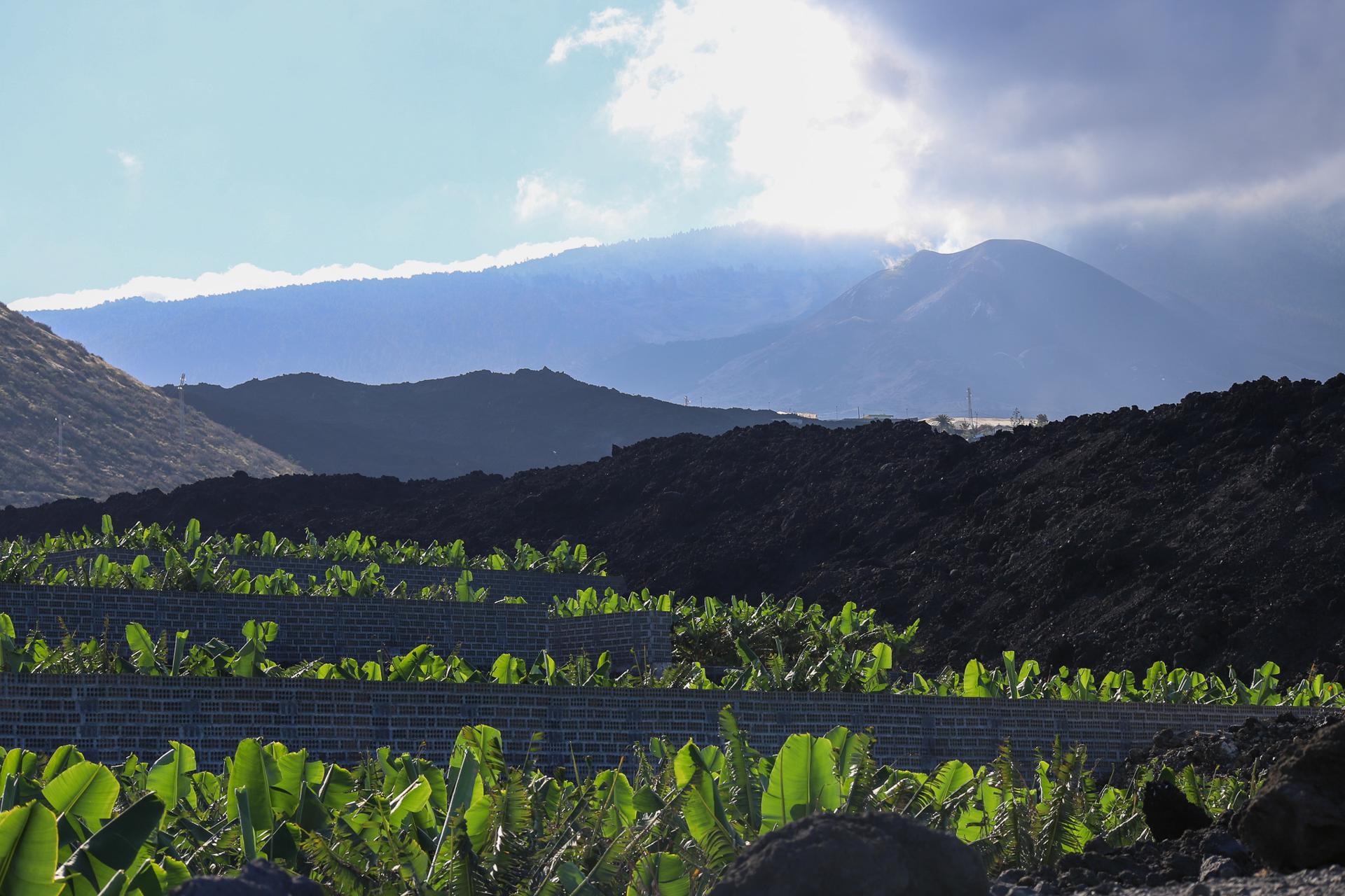 Finca platanera junto a la colada de la erupción de 2021 y el volcán Tajogaite al fondo. EFE/Luis G. Morera
