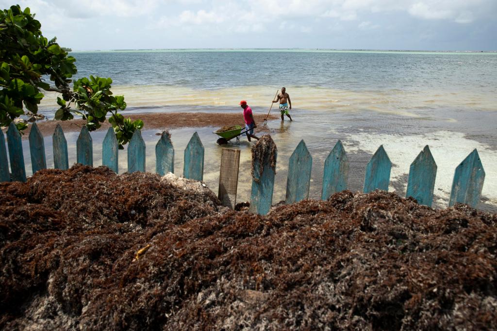 Hombres limpian hoy el sargazo que se acumula cerca al Club Náutico en Playa Andrés, Boca Chica (República Dominicana). EFE/Orlando Barría
