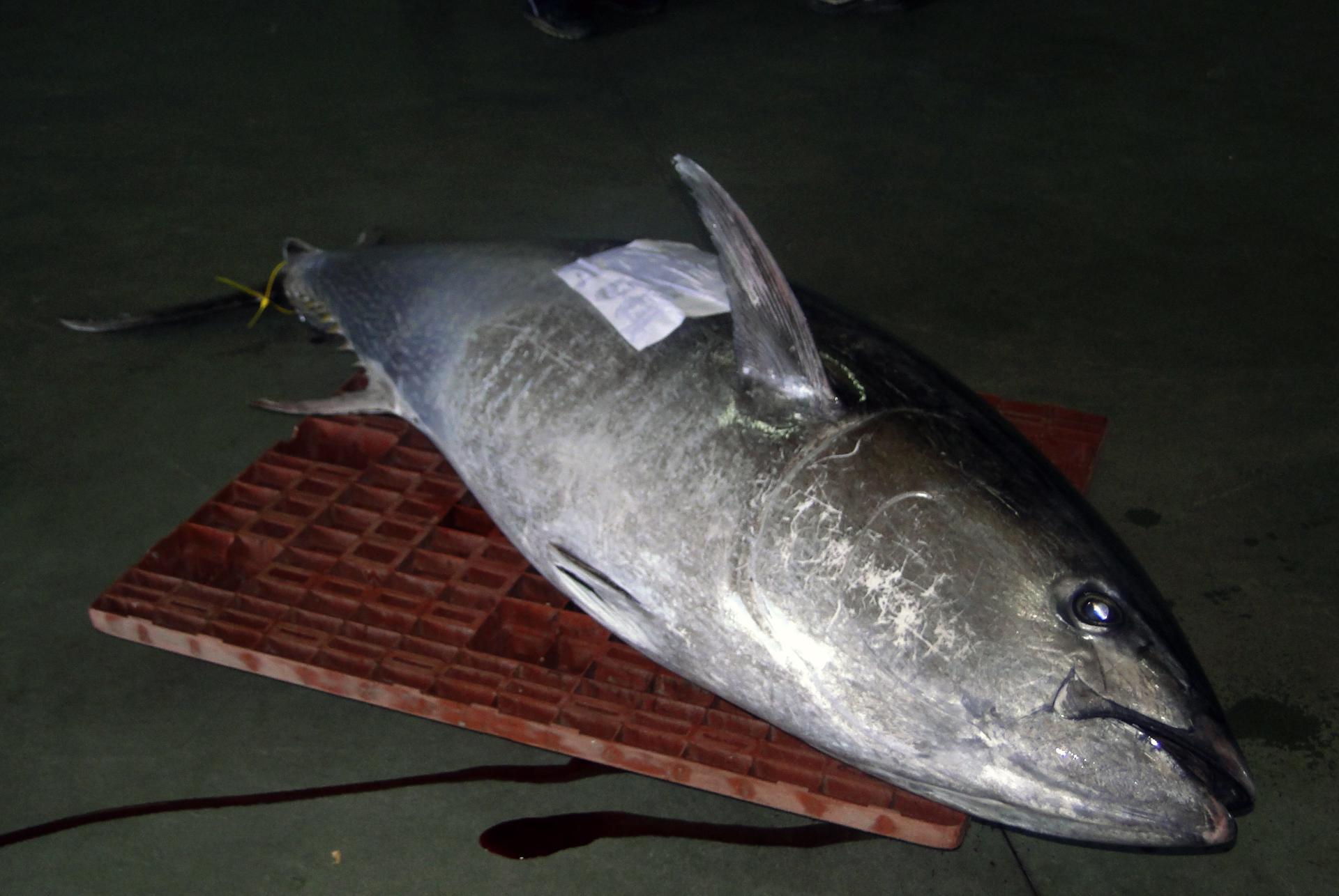 Estudian el atún rojo en Barbate (Cádiz) y Mazarrón (Murcia) para mejorar la conservación de la especie