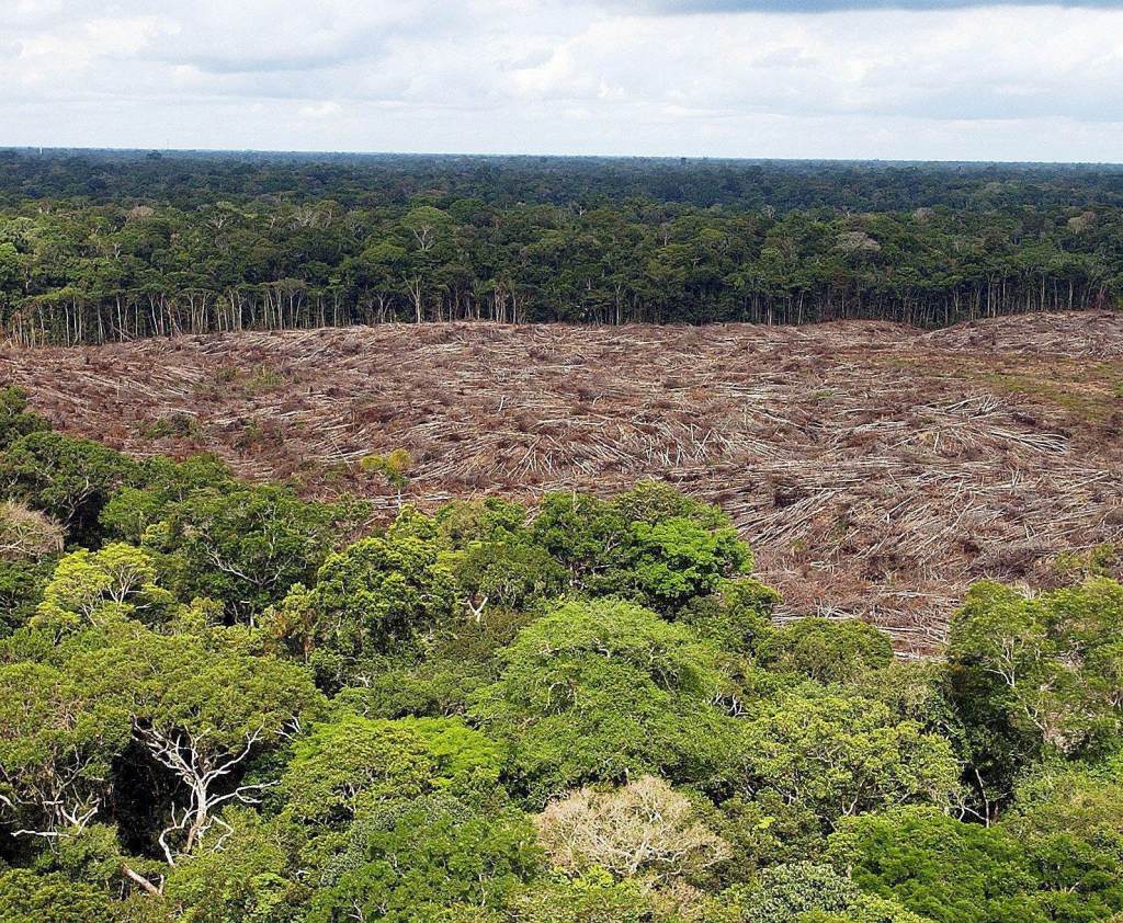 Fotografía de archivo de árboles talados en la selva amazónica (Brasil), en una fotografía de archivo. EFE/Marcelo Sayão
