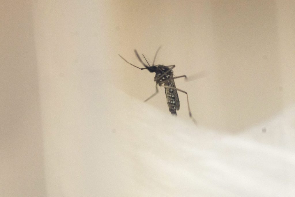 Vista del mosquito Aedes Aegypti, transmisor del dengue, en una fotografía de archivo. EFE/Christian Bruna
