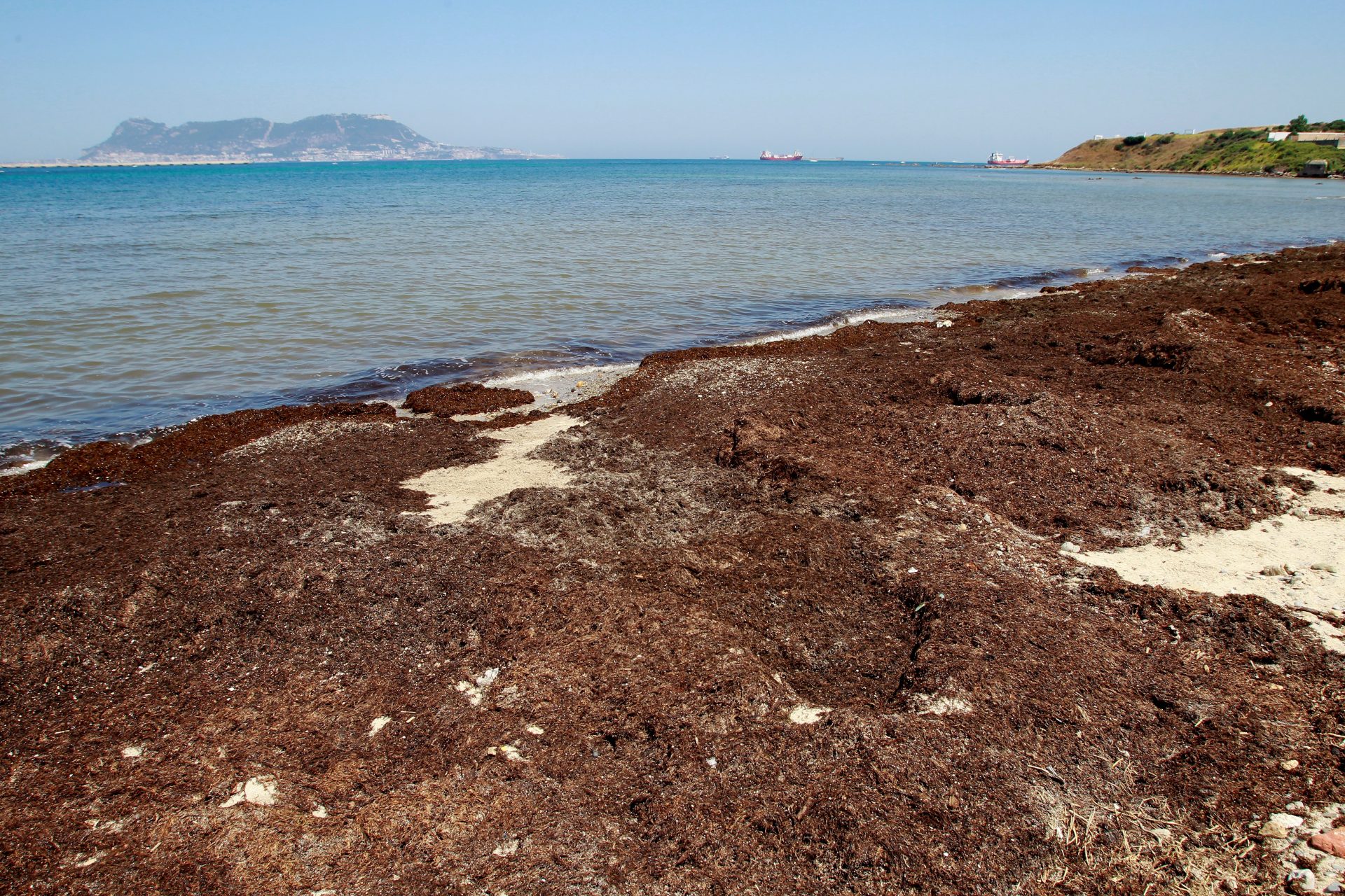 alga invasora Cádiz