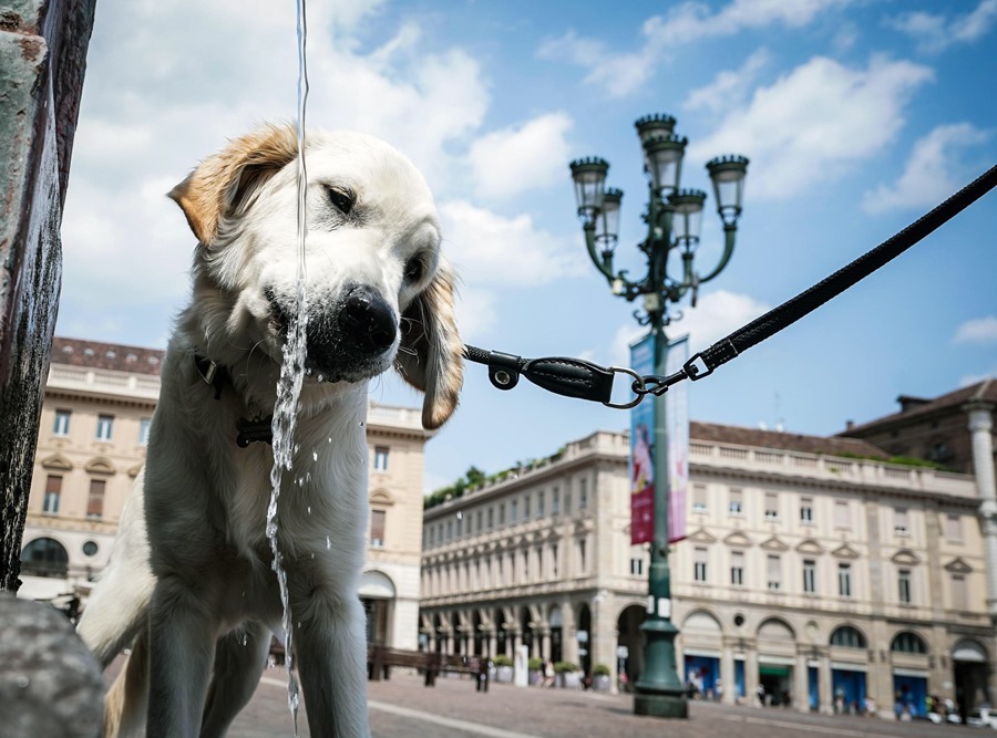 Un perro bebe agua de una fuente durante un caluroso día en Turín, Italia