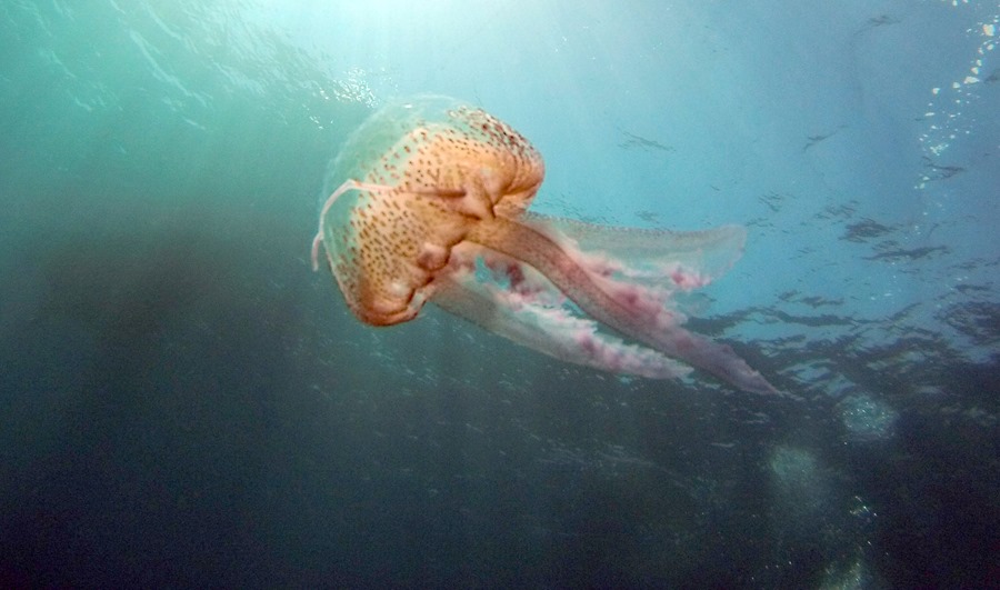 Imagen de archivo de una medusa.