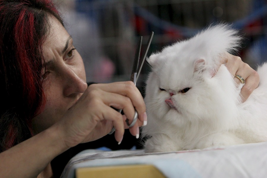 Una mujer recorta el pelo de un gato persa blanco en una exposición internacional de gatos en Polonia