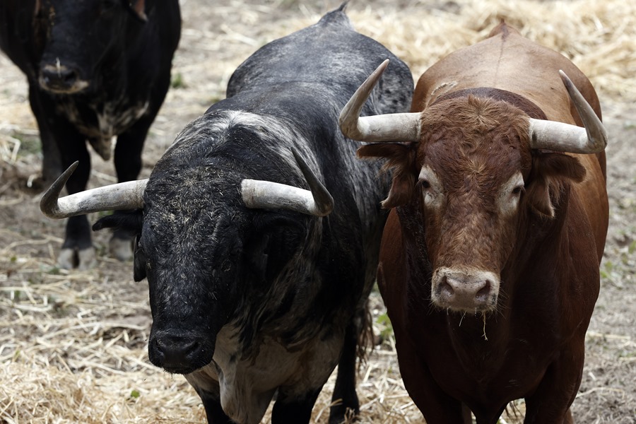 Dos de los toros de la ganadería de La Palmosilla que junto con el resto de toros correrán el primero de los encierros de los Sanfermines 2023.