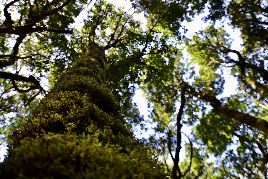 Bosque de laurisilva en el interior del Parque Nacional de Garajonay, La Gomera.