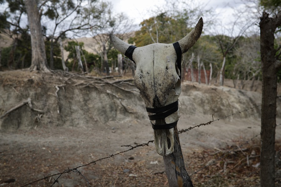  Detalles de un cráneo de una vaca durante la temporada de sequía