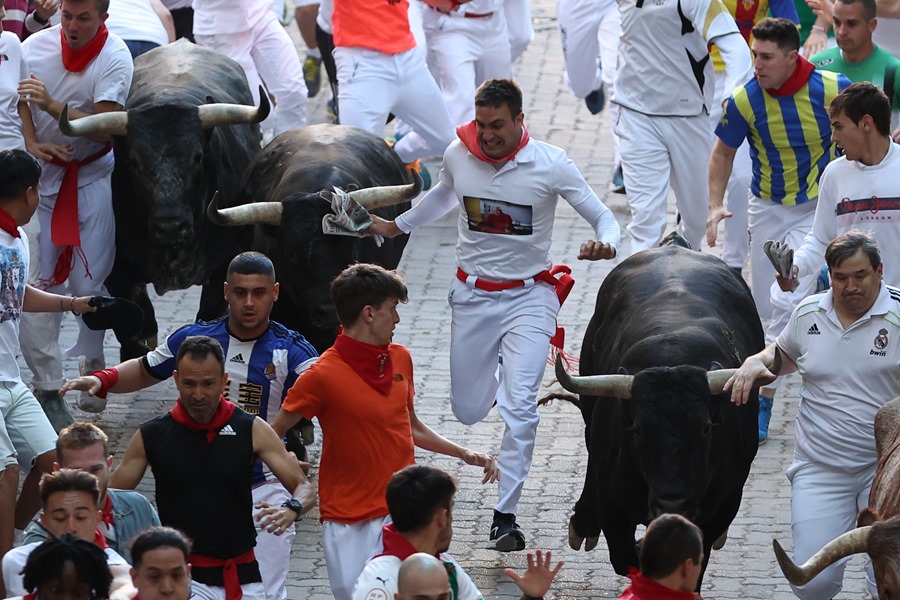 Los legendarios toros de la ganadería Eduardo Miura en el tramo final que desemboca en el callejón de la Plaza de Toros de Pamplona este viernes, durante el octavo y último encierro de sanfermines.