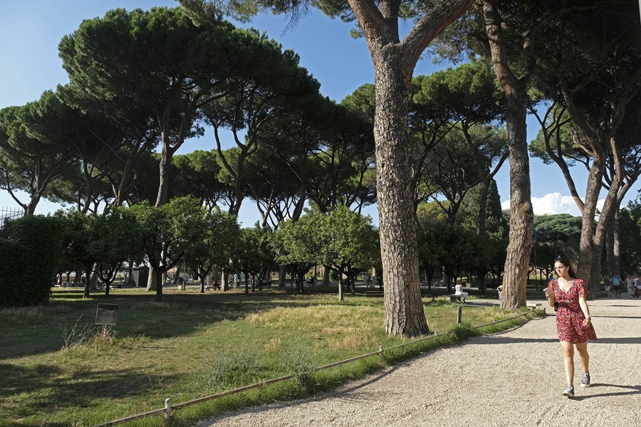 Pinos en un parque de Roma (Italia). 
