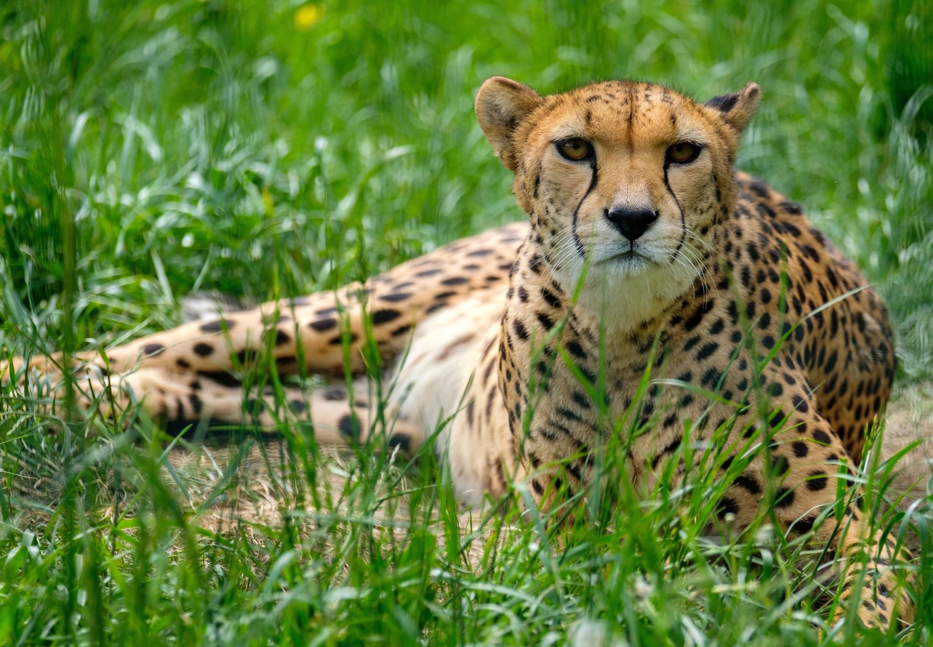 A cheetah (Acinonyx jubatus) in Silesian Zoological Garden in Chorzow, Poland, 13 May 2020. EFE/EPA/FILE/ANDRZEJ GRYGIEL POLAND OUT