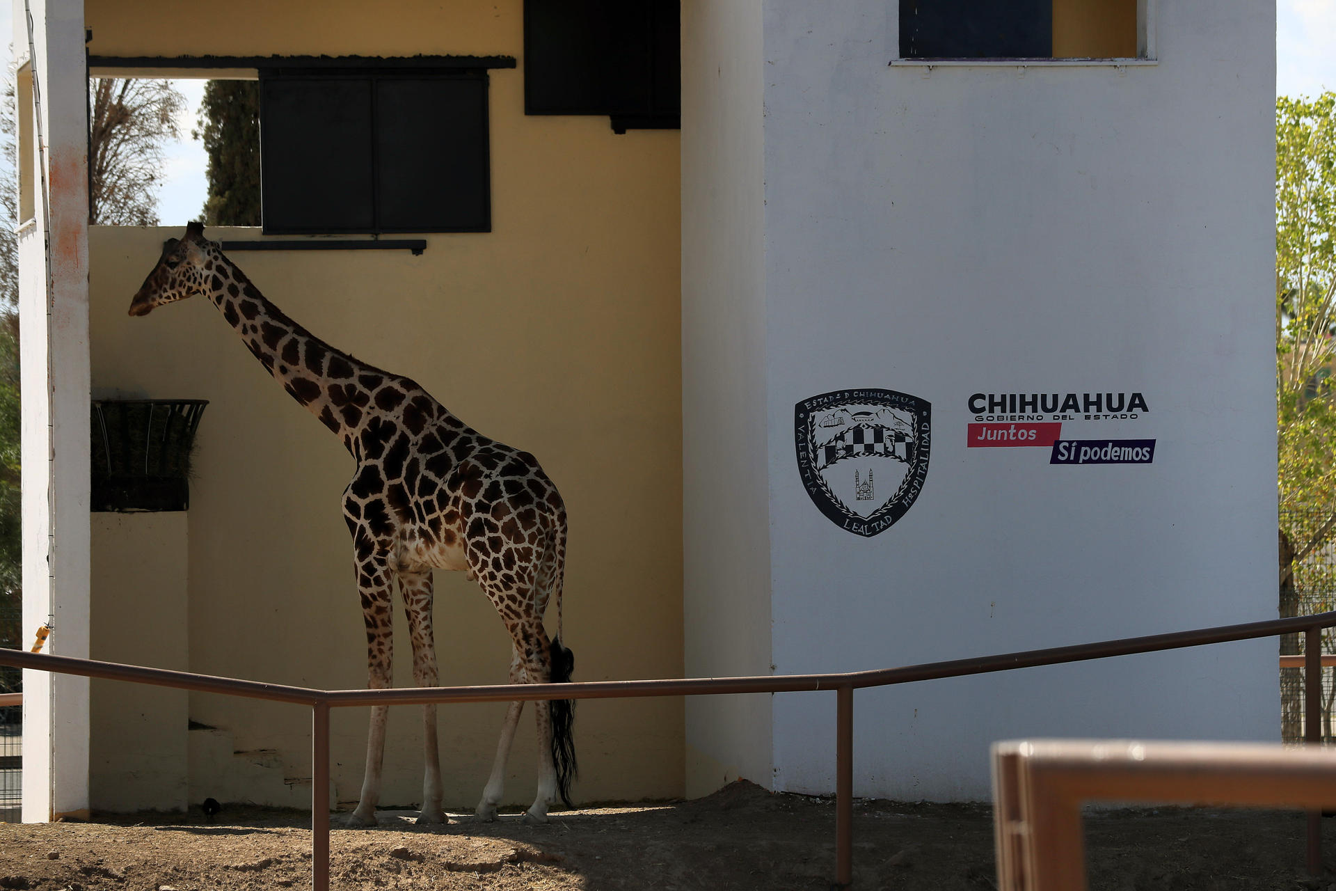 A 4 July 2023 photo of Benito, a male giraffe that lives at the Central Park in Ciudad Juarez, Mexico. EFE/Luis Torres