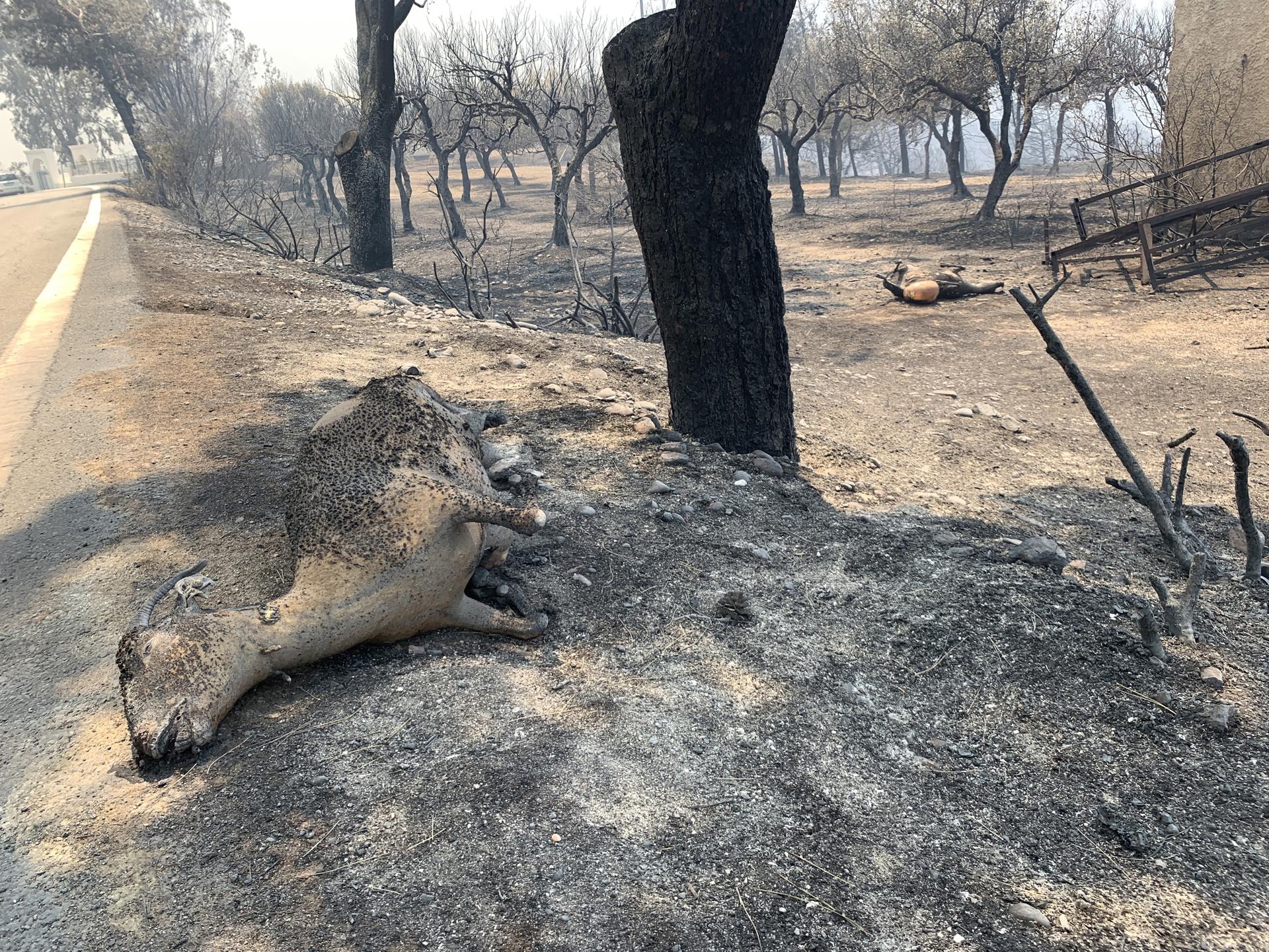 Burnt animals from the fire in the Asklipio area of ??Rhodes, Greece, 24 July 2023. EFE/EPA/LEFTERIS DAMIANIDIS
