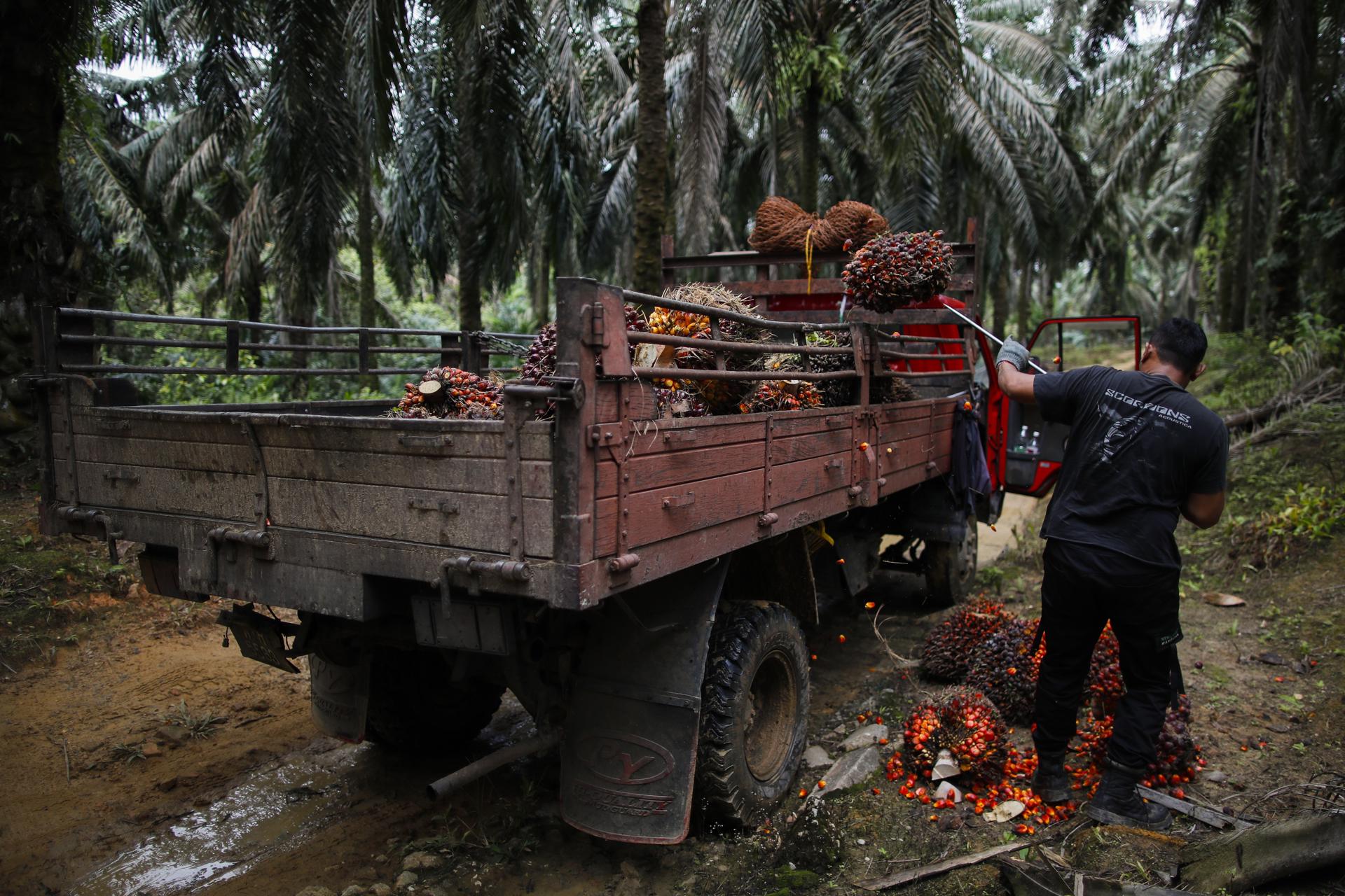 A worker loads harvested palm fruits on a truck at a palm oil plantation in Sabak Bernam, Selangor, Malaysia, 21 July 2023 (issued 28 July 2023). EFE/EPA/FAZRY ISMAIL ATTENTION: This Image is part of a PHOTO SET
